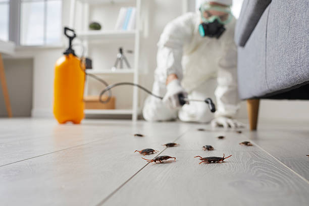 Post-Treatment Bed Bug Interceptor Monitoring in Spry